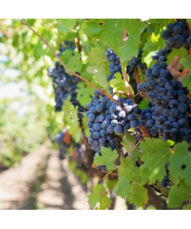 Weinrebe 'Rondo' 2L-Topf