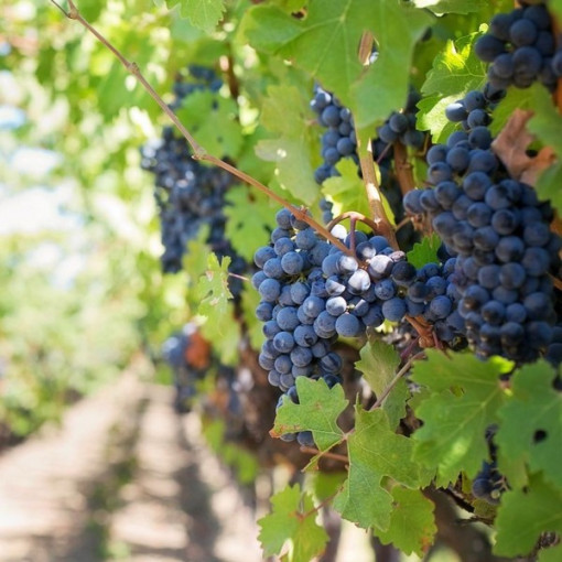 Weinrebe 'Rondo' 2L-Topf