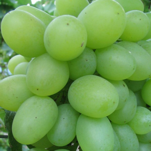 Weinrebe 'Regina' P9/C1