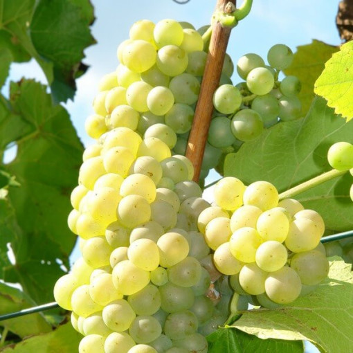 Weinrebe 'Refren' P9/C1