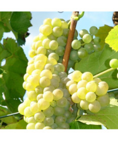 Weinrebe 'Refren' P9/C1