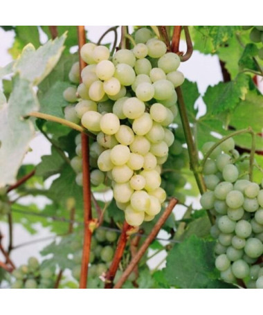 Weinrebe 'Refren' P9/C1