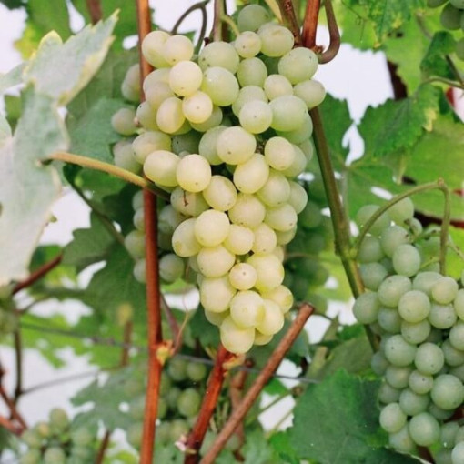 Weinrebe 'Refren' P9/C1