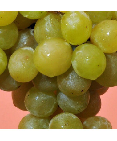 Weinrebe 'Prim' (ungarisch) P9/C1