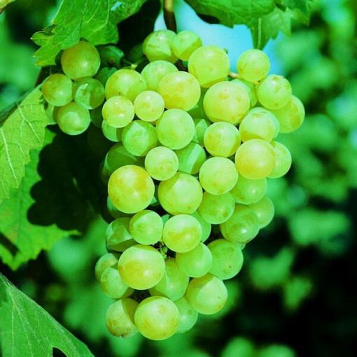 Weinrebe 'Pinot Blanc' 2L Topf