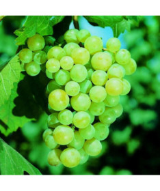 Weinrebe 'Pinot Blanc' 2L Topf