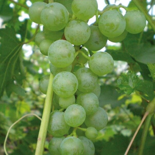 Weinrebe 'Pinot Blanc' P9/C1