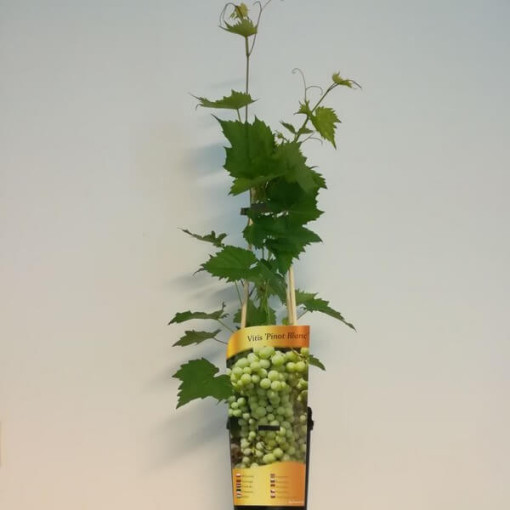 Weinrebe 'Pinot Blanc' P9/C1