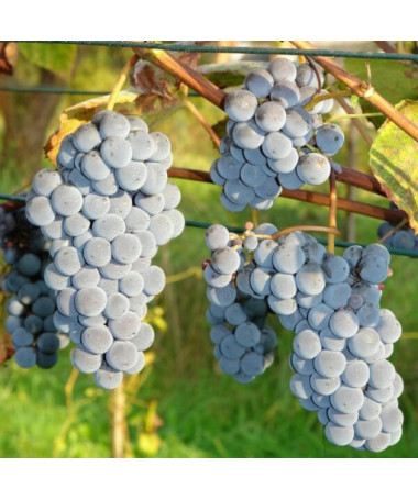 Weinrebe 'New York Muscat' P9/C1