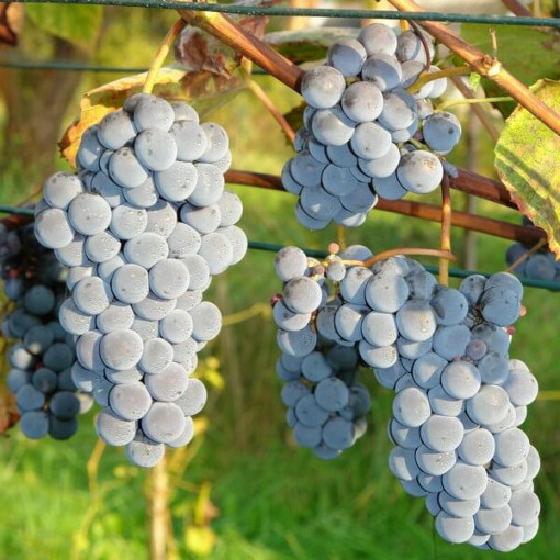 Weinrebe 'New York Muscat' P9/C1