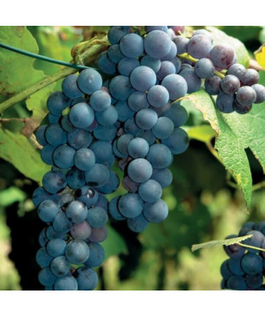 Weinrebe 'New York Muscat' P9/C1