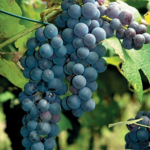 Weinrebe 'New York Muscat' P9/C1