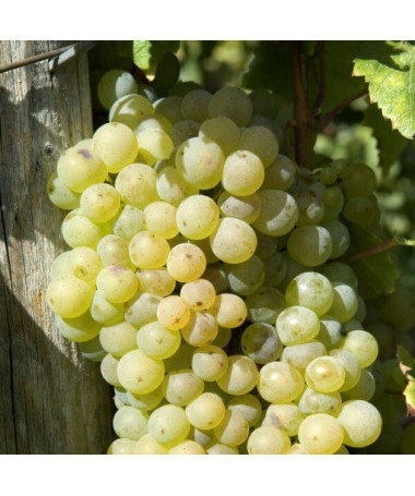 Weinrebe 'Lilla' (Ungarisch) P9/C1