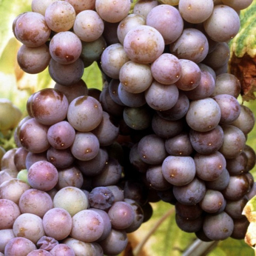 Weinrebe 'Kerling' P9/C1