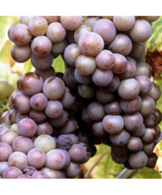 Weinrebe 'Kerling' P9/C1