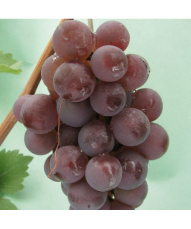 Weinrebe 'Kerling' P9/C1