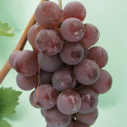 Weinrebe 'Kerling' P9/C1