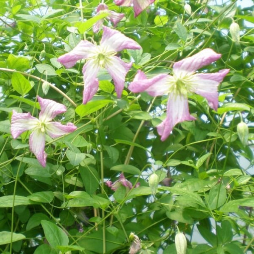 Clematis MINUET (viticella) Topf 4L