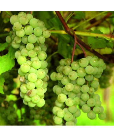 Kernlose Weinrebe 'Interlaken' P9/C1