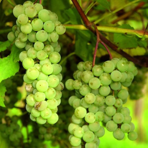 Kernlose Weinrebe 'Interlaken' P9/C1