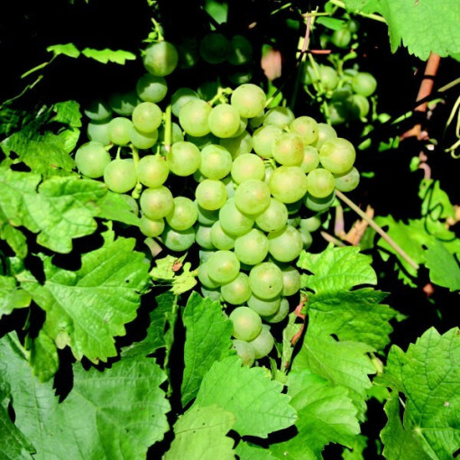 Kernlose Weinrebe 'Interlaken' P9/C1