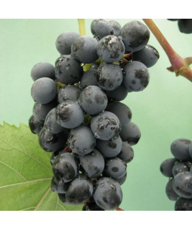 Weinrebe 'Golubok' P9/C1