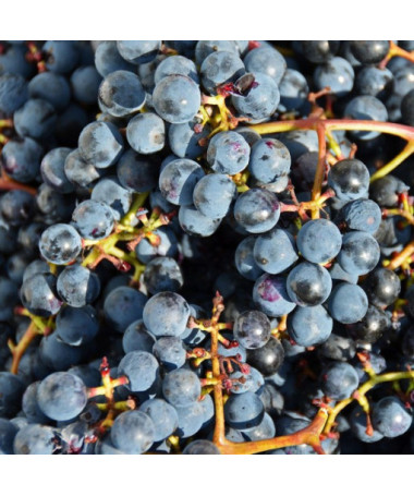 Weinrebe ‘Frontenac'