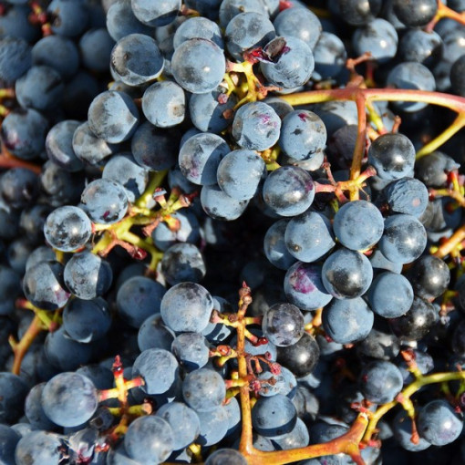 Weinrebe ‘Frontenac'