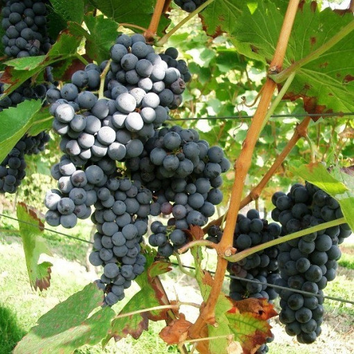 Weinrebe 'Fredonia' P9/C1