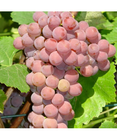 Kernlose Weinrebe 'Einset Seedless' P9/C1