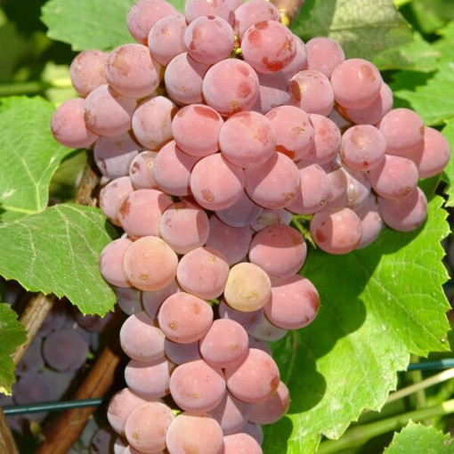 Kernlose Weinrebe 'Einset Seedless' P9/C1