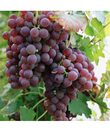 Weinrebe 'Rosa Chrupka' P9/C1