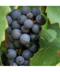 Weinrebe 'Cascade' P9/C1