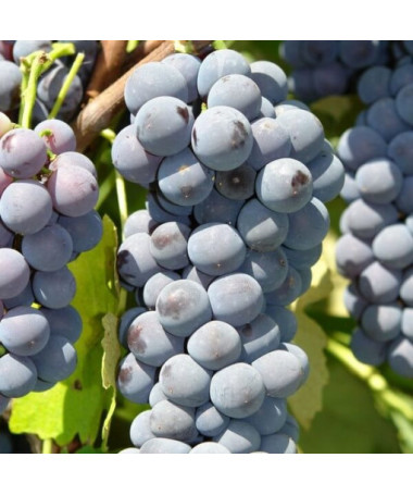 Weinrebe 'Cascade' P9/C1