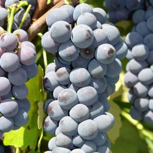 Weinrebe 'Cascade' P9/C1