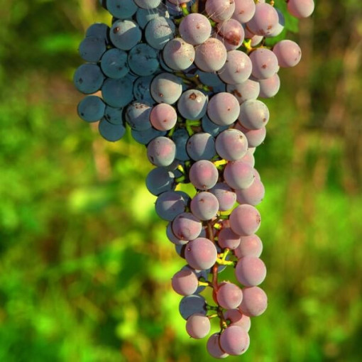 Weinrebe 'Canadice' KERNLOS P9/C1