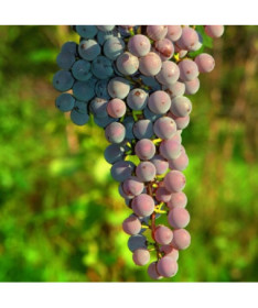 Weinrebe 'Canadice' KERNLOS P9/C1