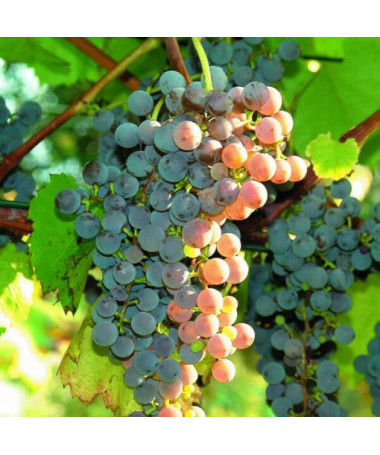 Weinrebe 'Canadice' KERNLOS P9/C1