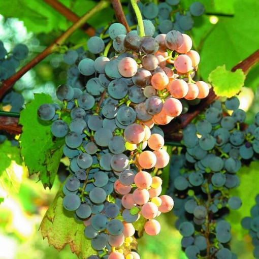 Weinrebe 'Canadice' KERNLOS P9/C1