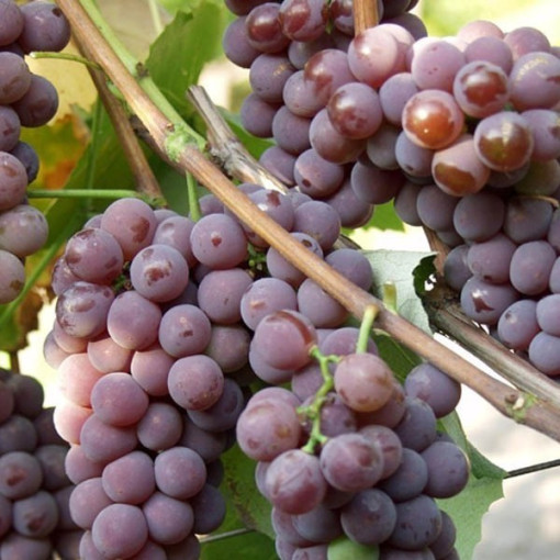 Weinrebe 'Cabernet Franc' Topf 2L