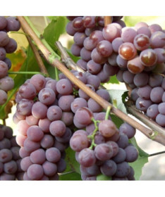 Weinrebe 'Cabernet Franc' Topf 2L