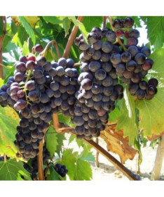 Weinrebe 'Boskoop Glory' P9/C1