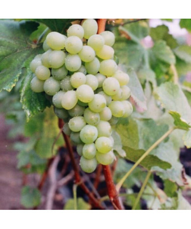 Weinrebe 'Bianca' P9/C1