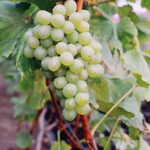 Weinrebe 'Bianca' P9/C1