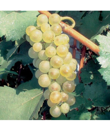 Weinrebe 'Aurora' P9/C1