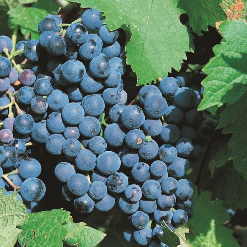 Weinrebe 'Alwood' P9/C1