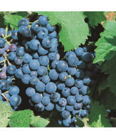 Weinrebe 'Alwood' P9/C1