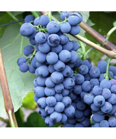 Weinrebe 'Alwood' P9/C1