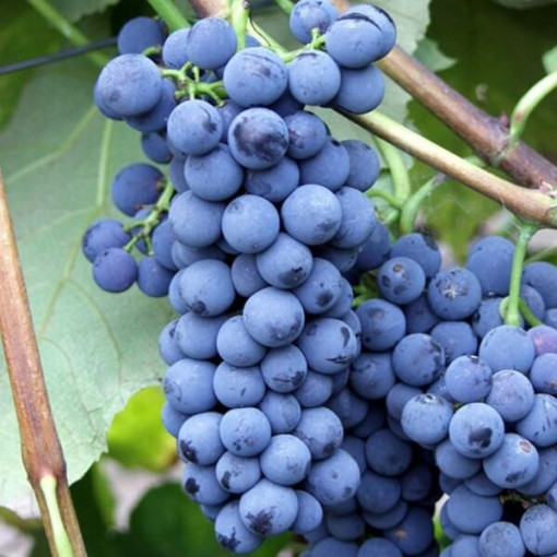 Weinrebe 'Alwood' P9/C1