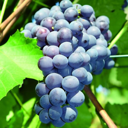 Weinrebe 'Agat Donskiy' P9/C1